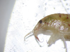 Gammarellus angulosus