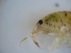 Gammarellus angulosus
