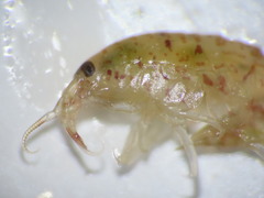 Gammarellus angulosus