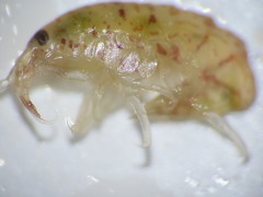 Gammarellus angulosus