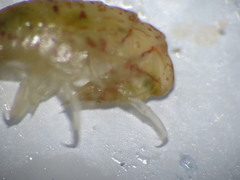 Gammarellus angulosus