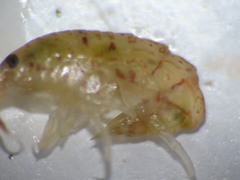 Gammarellus angulosus