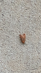 Hypoprepia miniata