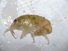 Gammarellus angulosus