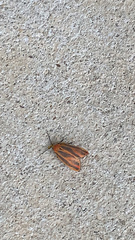 Hypoprepia miniata
