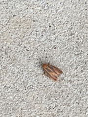 Hypoprepia miniata