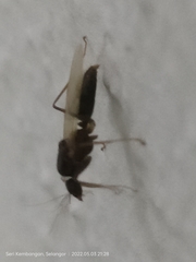 Anoplolepis gracilipes