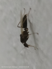 Anoplolepis gracilipes