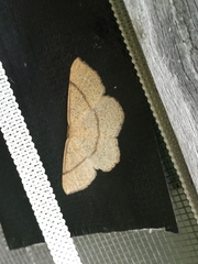 Cyclophora suppunctaria