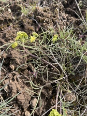 Lomatium simplex