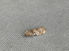 Phtheochroa rugosana