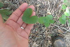Dioscorea mundii