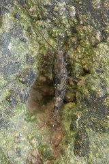 Petrobius brevistylis