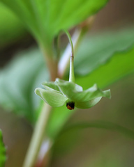 Croomia heterosepala