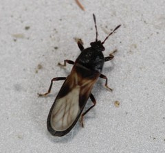 Dimorphopterus spinolae