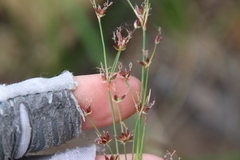 Juncus dubius
