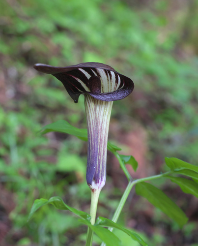 Arisaema galeiforme iNat (1)