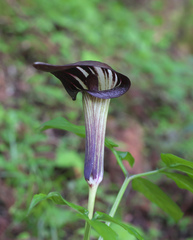 Arisaema serratum