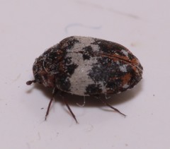 Anthrenus pimpinellae
