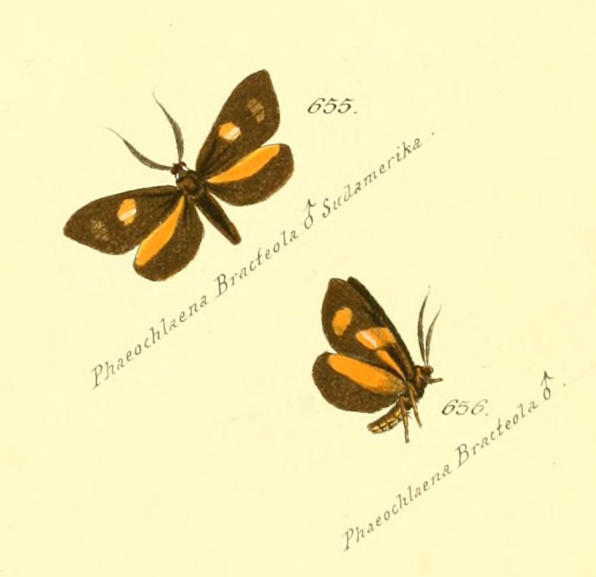 Brachyglene bracteola