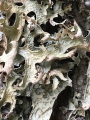 Lobaria pulmonaria