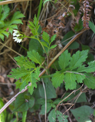 Cardamine appendiculata