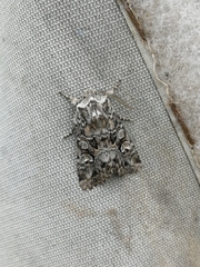 Pachetra sagittigera