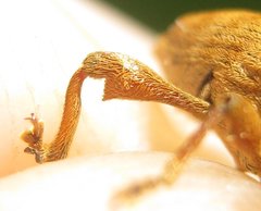 Curculio pellitus