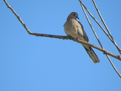 Streptopelia senegalensis