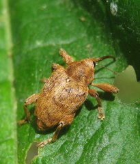 Curculio pellitus