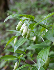 Disporum sessile