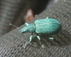 Polydrusus planifrons