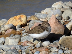 Actitis hypoleucos