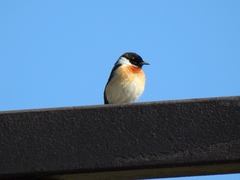 Saxicola maurus