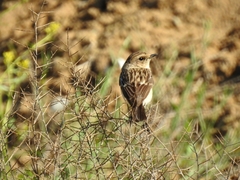 Saxicola maurus