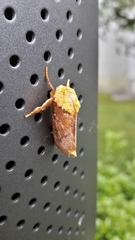 Narosoideus flavidorsalis