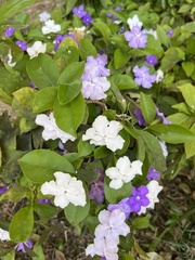 Brunfelsia uniflora
