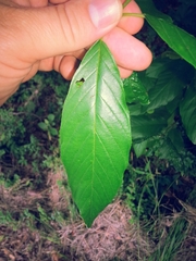 Frangula caroliniana