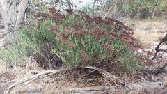 Ruschia umbellata