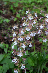 Calanthe discolor