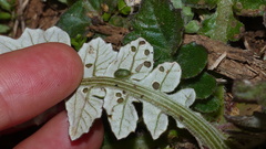 Cassida sphaerula