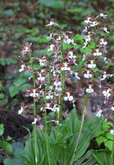 Calanthe discolor