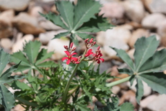 Jatropha cathartica
