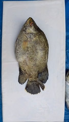 Lobotes surinamensis