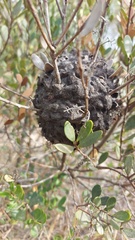 Crematogaster peringueyi