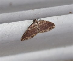 Anticlea multiferata