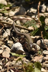 Aspidoscelis cozumela