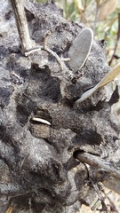 Crematogaster peringueyi