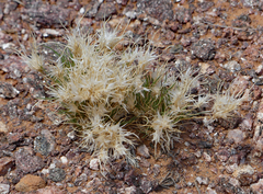 Dasyochloa