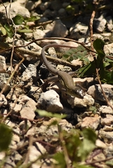 Aspidoscelis cozumela